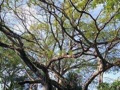 -瑞丽独树成林风景区