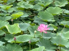 -西青郊野公园