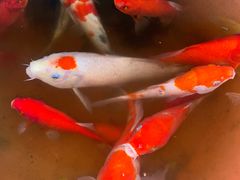 -东京包子楼(政七街店)