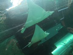 -悉尼海洋生物水族馆