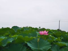 -嘉北郊野公园