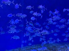 -哈尔滨波塞冬海底世界