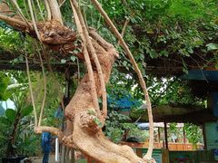 -呀路古热带植物园
