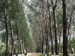 -东郊湿地公园