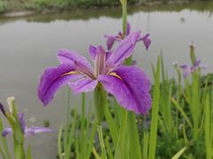 -径山花海