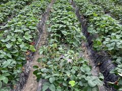 -小鱼草莓采摘园农家乐·小鱼餐厅