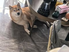 -心仪动物医院·牙专科·肿瘤·心脏科(西客站院)