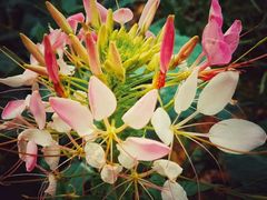 鲜花-天适樱花悠乐园