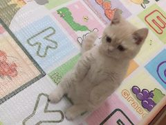 -Bastet sally猫舍购宠(静安店)