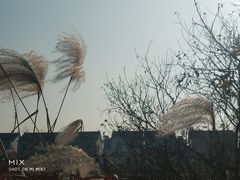 -高旻寺