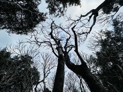 -中国科学院华南植物园