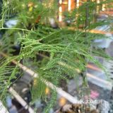 咖啡日记 | 甜蜜的印记[愉快]