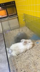 -神奇动物撸宠馆·羊驼·小浣熊·异宠(豫园店)