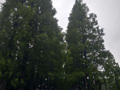 -黄海国家森林公园