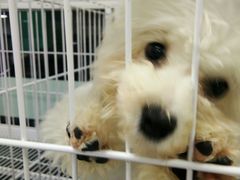 -FAELING PETS美天灵宠物(富力广场店)