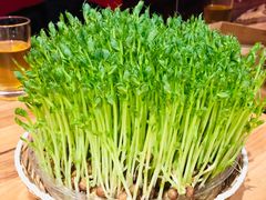 鲜豆苗-好彩猪肚鸡(正弘城店)