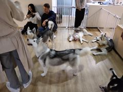 -Husky Go! 哈士奇体验馆·宠物咖啡厅狗咖