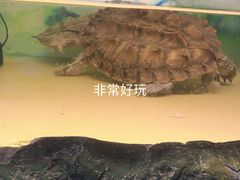 -上海大自然野生昆虫馆(东方明珠·爬宠昆虫探索中心)