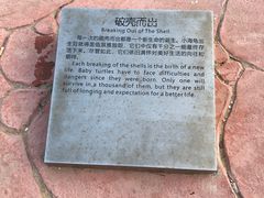 -广东惠东海龟国家级自然保护区