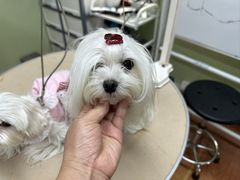 -鑫艺宠物美容培训学校