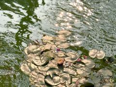 -云溪植物园