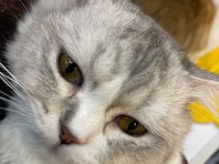 -COLOR PETS 撸猫馆·购猫·猫咖(长风大悦城店)