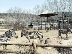 -大连森林动物园