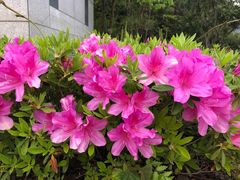 -九龙江国家森林公园