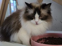-琪喵猫屋·撸猫猫咖·猫舍