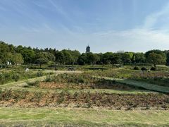 -宜兴龙背山森林公园