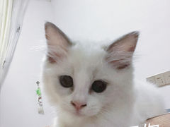 -lincat·猫舍(广州店)