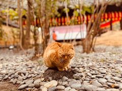 -龙华寺