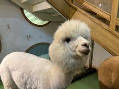 -藦茜花园宠物主题亲子互动体验馆(国顺东路店)