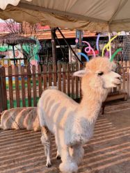 -萌宠亲子动物乐园(槐房万达店)