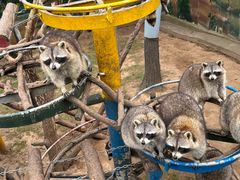 -西霞口神雕山野生动物世界