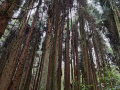 -武陵山森林公园