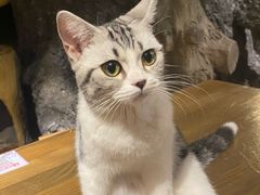 -猫猫幼稚园·撸猫·桌游·电玩