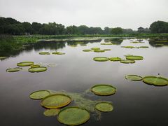 -荷塘月色湿地公园·向阳花洲