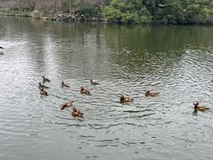 -西湖游船