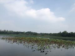-溱湖国家湿地公园