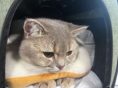-伟伟宠物医院·CT影像中心·瑞派犬猫综合性门诊(汉口总院)