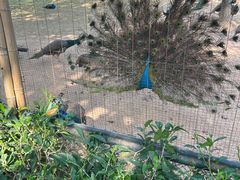 -深圳野生动物园