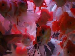-苏州艺都古玩花鸟市场