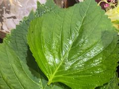 -坦坦大炉·韩式烤肉(望京店)