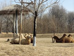 -北京野生动物园