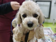 -美联众合动物医院·24h转诊中心