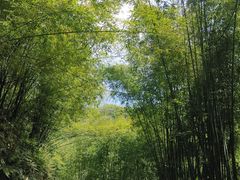 -沐川竹海旅游景区