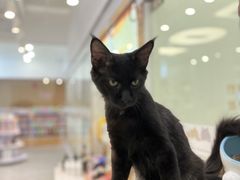 -1013 PET SHOP精品宠物商店(丁香店)