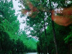 -栾川竹海野生动物园