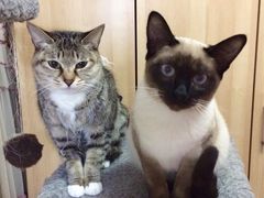 -纳吉亚猫专科动物诊疗中心(蒋宅口分院)